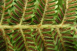 Cyathea milnei. Underside of mature fertile frond showing curly hairs and scales on the primary costae, but only scales and a few hairs on the secondary costae.
 Image: L.R. Perrie © Te Papa 2014 CC BY-NC 3.0 NZ